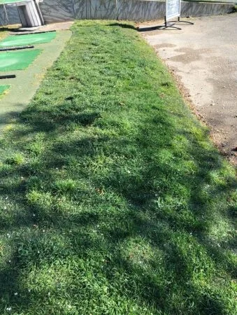 Hybridgräs vid rangen integrerat