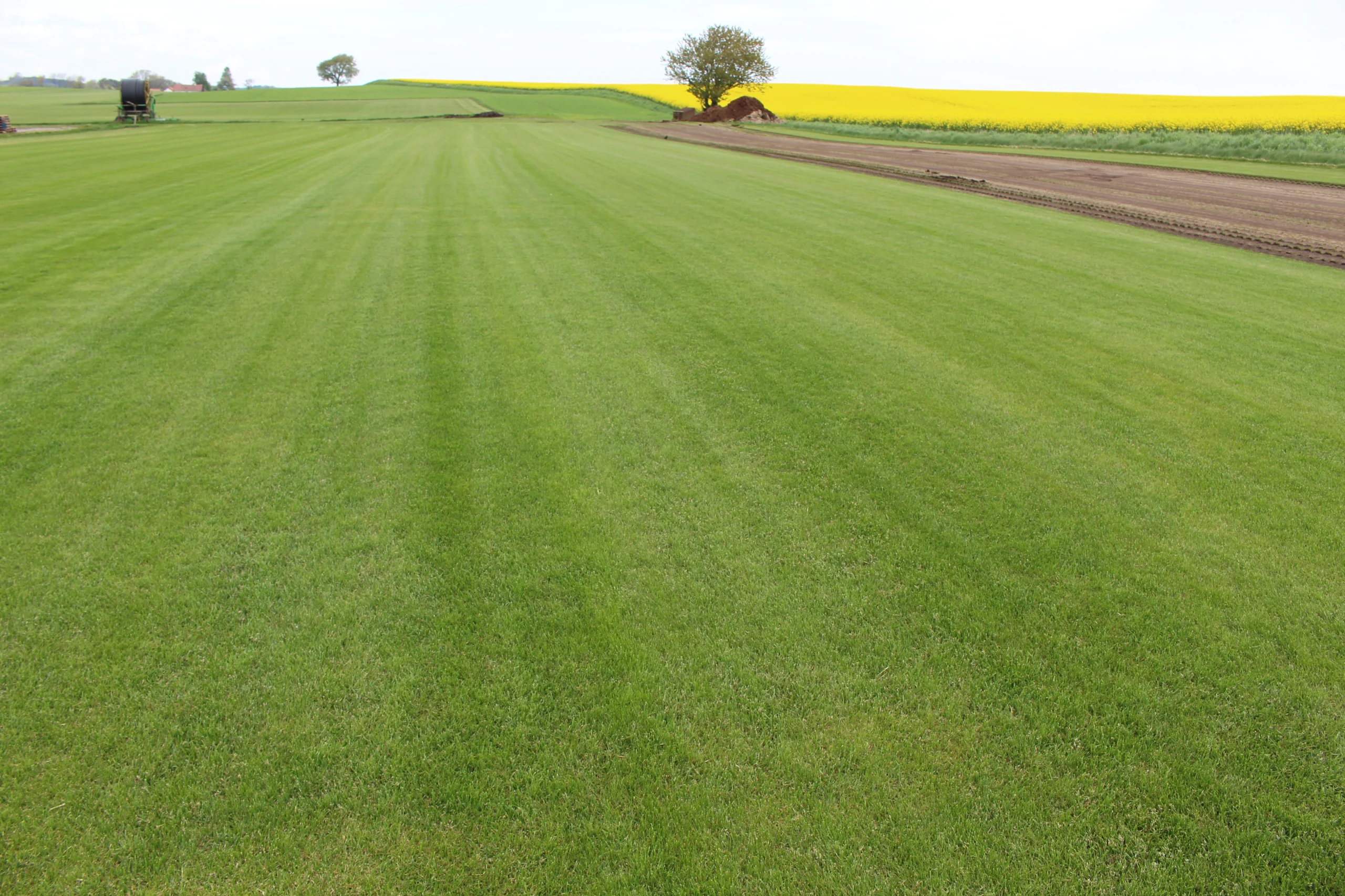 Österlengräs_201505201